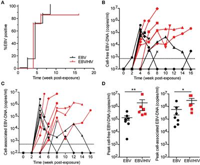 HIV Co-infection Augments EBV-Induced Tumorigenesis in vivo